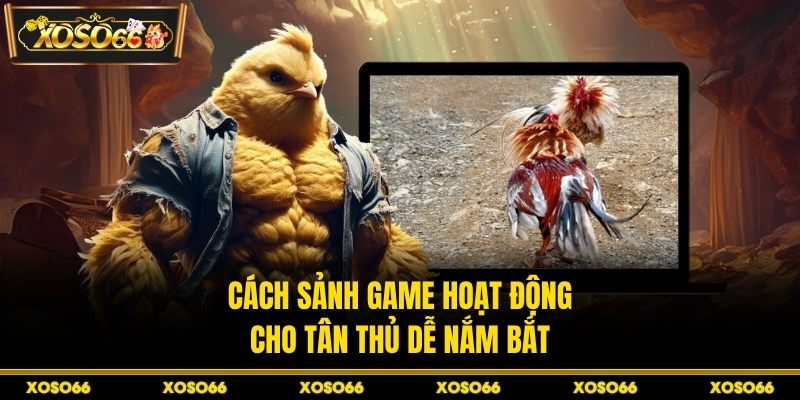 Đá Gà H19 - Trận Đấu Máu Lửa Với Nhịp Cược Cực Căng