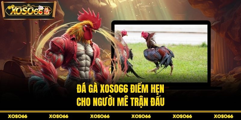 Đá Gà H19 - Trận Đấu Máu Lửa Với Nhịp Cược Cực Căng